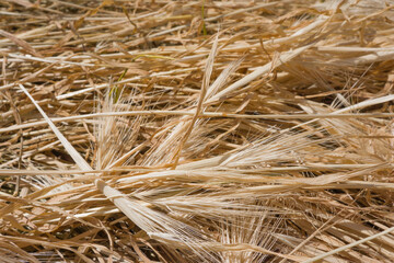 natural background. yellow dry spikelets and grass in sunlight. drought and crop failure concept