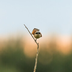Red-backed Shrike na gałęzi gąsiorek 