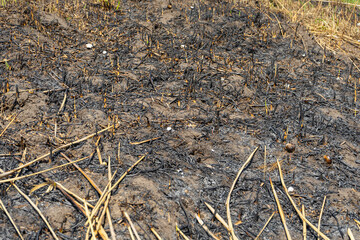 field of burnt grass. The field after the fire