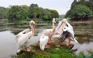 The great white pelican (Pelecanus onocrotalus) also known as the eastern white pelican, rosy pelican or white pelican