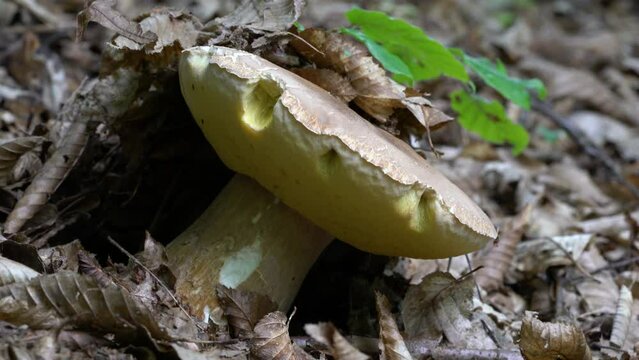 Penny Bun, Cep, Porcini mushroom in natural environment (Boletus Edulis) - (4K)