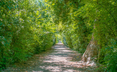 Zona de paso rodeada de arboles, dentro de un parque. Arboles a los dos lados del camino.
