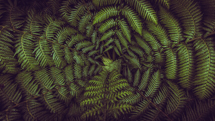 Horizontal banner shot of green fern leaves spreading out creating swirly natural pattern...