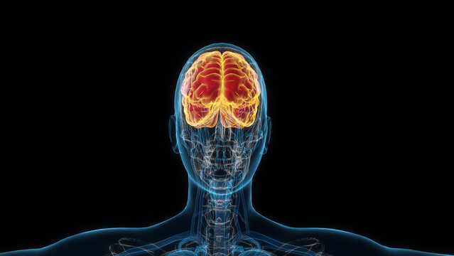 Female brain 3d hologram. Close-up 3D illustration