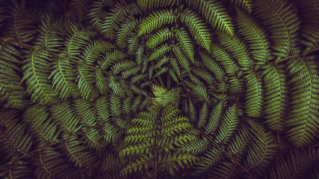 Horizontal banner shot of green fern leaves spreading out creating swirly natural pattern background.