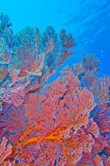 Sea Fan, Sea Whips, Gorgonian, Coral Reef, Bunaken National Marine Park, Bunaken, North Sulawesi, Indonesia, Asia