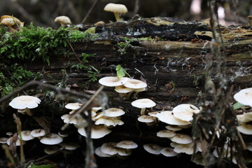 tiger sawgill in the forest, Lentinus tigrinus mushroom 