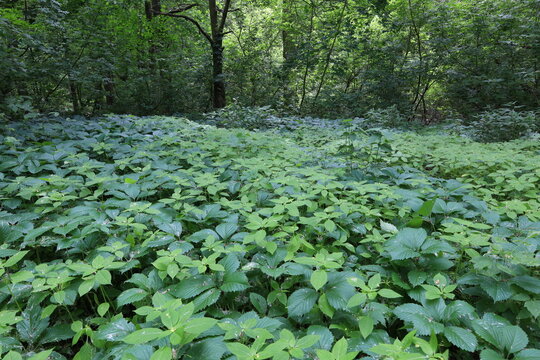Parthenocissus vitacea in the summer forest 