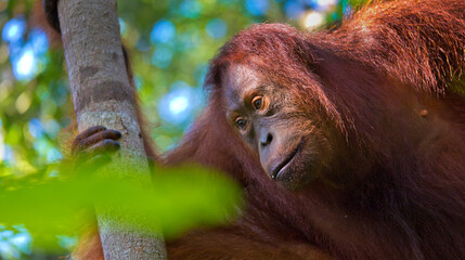 Orangutan, Pongo pygmaeus, Sekonyer River, Tanjung Puting National Park, Kalimantan, Borneo, Indonesia