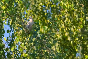 The pigeon hidden in willow branches