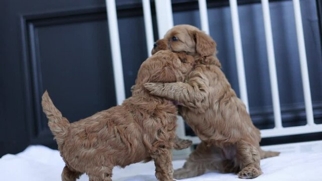 Two Newborn Goldendoodle Puppy Dogs Play Fighting Inside