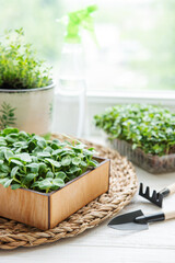 Fototapeta premium Assortment of micro greens on wooden table
