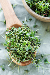 Fresh organic micro green on table