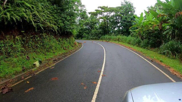 Driving on a road on middle of the forest with several pigs crossing the road at Sao Tome,Africa