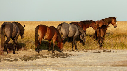 A herd of horses in the steppes of Ukraine. The Kinburn spit