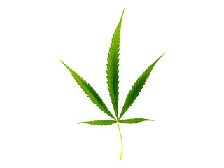 Fresh green Cannabis leaf on white background