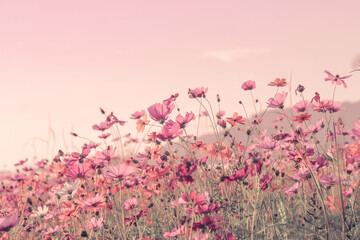 Fototapety  Soft blur of cosmos flowers field with the vintage pink color style for background