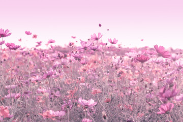 Soft blur of cosmos flowers field with the vintage pink color style for background
