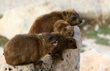 Hyraxes sit on stones in the city park