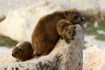 Hyraxes sit on stones in the city park