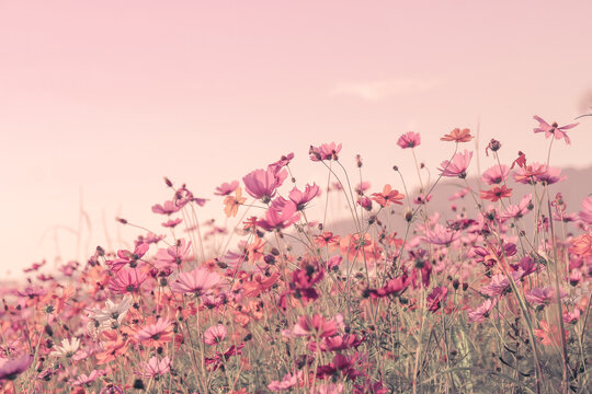 Soft blur of cosmos flowers field with the vintage pink color style for background