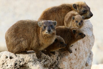 Hyraxes sit on stones in the city park
