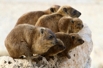 Hyraxes sit on stones in the city park