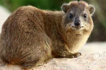 Hyraxes sit on stones in the city park