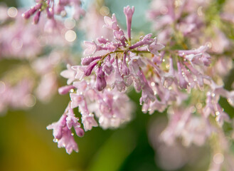 Fototapeta premium Blooming lilac, Nature background. Pink lilac with raindrops
