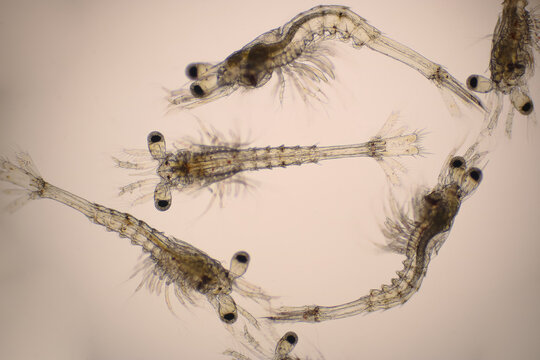 Closeup mysis stage of Vannamei shrimp in light microscope, Shrimp larvae under a microscope, Shrimp, White shrimp, Nauplius, Zoea, Mysis, Larvae. Background.