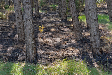 Surviving the forest fire