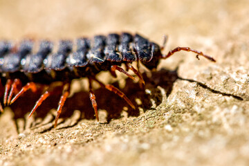 Centipede insect in Machu Picchu area Peru .Fauna of Soth America.