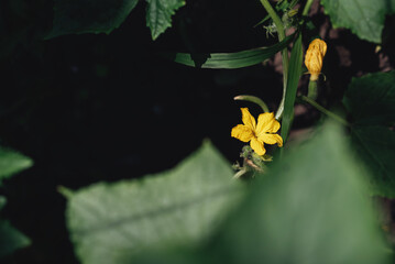 Tied young flowering cucumber bush. Growing vegetables