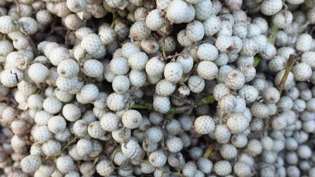 Tropical fruit Calamus tenuis or Canella berries. This climbing palm fruit of some species of Cane tree is edible when ripe. A rare medicinal species are known as bet fruit in Bangladesh. 