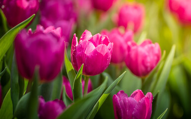 Fototapeta premium Close up of pink tulips in the garden