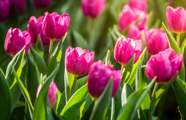 Close up of pink tulips in the garden