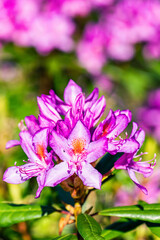 Obraz premium Purple flowers of Rhododendron in the sun 