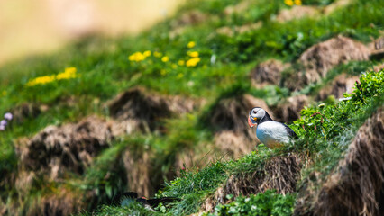 Atlantic Puffin, Fratercula arctica from Puffin Cove, Drumhollistan, NC500, Highland, Scotland, UK