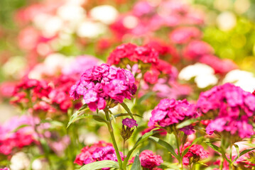 Obraz premium pink flowers in the garden