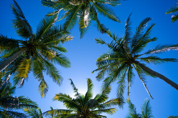 Fototapeta na wymiar palm leaves when the weather is sunny