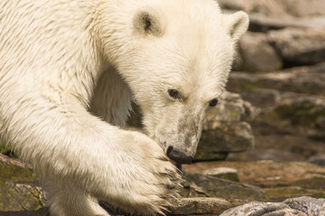 Polar Bear (Ursus maritimus) feeding on a seal carcass, Button Islands, Labrador, Canada