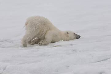 Obraz na płótnie Canvas Polar bear cub (Ursus maritimus) stretching, Svalbard Archipelago, Barents Sea, Norway