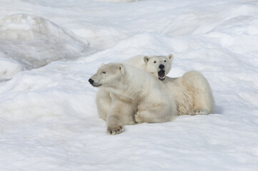 Fototapeta na wymiar Mother polar bear with a two years old cub (Ursus Maritimus), Wrangel Island, Chuckchi Sea, Russian Far East, Asia