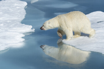 Male Polar Bear (Ursus maritimus) with blood on his nose jumping over ice floes and blue water, Spitsbergen Island, Svalbard archipelago, Norway, Europe