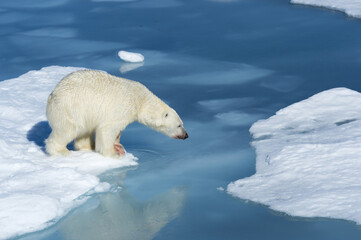 Male Polar Bear (Ursus maritimus) with blood on his nose jumping over ice floes and blue water, Spitsbergen Island, Svalbard archipelago, Norway, Europe © MC Photos