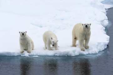Obraz na płótnie Canvas Mother polar bear (Ursus maritimus) with 2 cubs on the edge of a melting ice floe, Spitsbergen Island, Svalbard archipelago, Norway, Europe