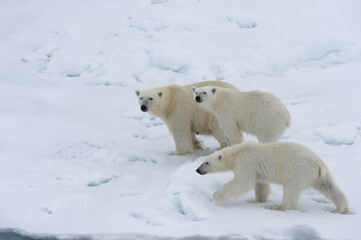 Fototapeta na wymiar Mother polar bear (Ursus maritimus) walking with two cubs on a melting ice floe, Spitsbergen Island, Svalbard archipelago, Norway, Europe
