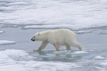Obraz na płótnie Canvas Polar bear (Ursus maritimus), female walking on pack ice, Svalbard Archipelago, Barents Sea, Arctic, Norway