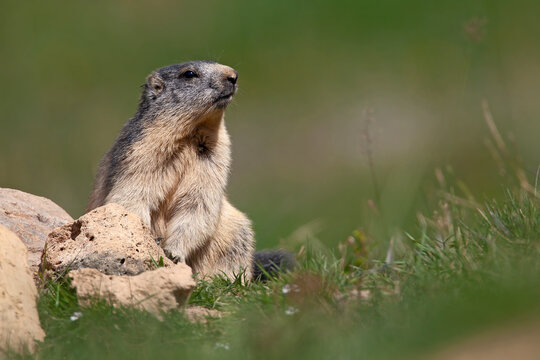 Marmotte (Marmota marmota) attitude de surveillance près de son terrier. Alpes. France