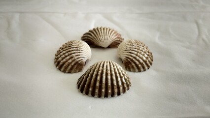 Shell with blurred object and white background for pattern, decorative elements, vector illustration, Coloring book page, fashion design, business card, wedding invitations, greeting cards, gift vouch